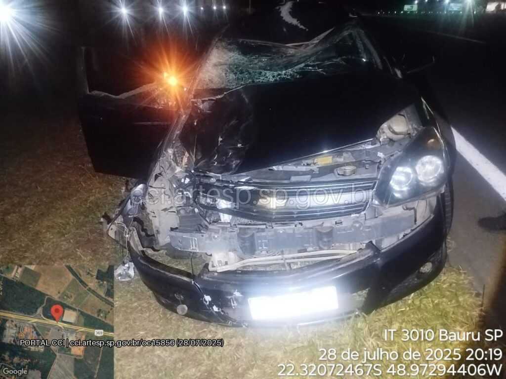 animal-na-pista-provoca-acidente-com-dois-veiculos